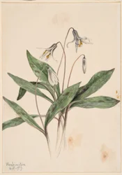 Witte Forellenlelie (Erythronium albidum)