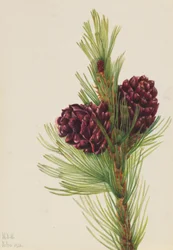 Pijnboom (Pinus albicaulis)