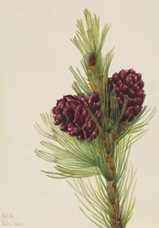 Witte den Pinus albicaulis, 1931