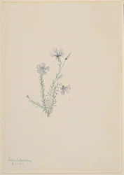 Wilde vlas (Linum lewisii)