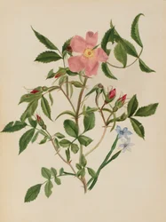 Wilde roos en blauwooggras (Rosa soorten en Sisyrinchium soorten)