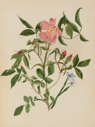 Wilde Roos en Blauwooggras Rosa soorten en Sisyrinchium soorten, n.d.