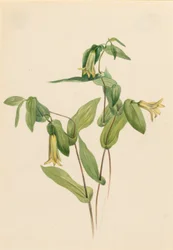 Bosklokjes (Uvularia perfoliata)