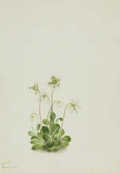 Bosnimf Moneses uniflora