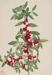 Yaupon Ilex vomitoria, 1926
