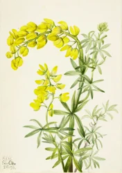 Gele lupine (Lupinis arboreus)