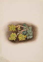 Geel Vetkruid Sedum stenopetalum, 1922