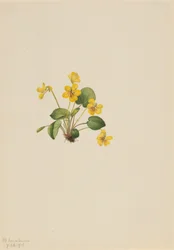 Gele Viooltje Viola orbiculata, 1916