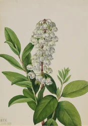 Zenobia Zenobia cassinifolia, 1927