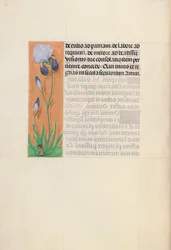 Getijdenboek van koningin Isabella de Katholieke, koningin van Spanje: Fol. 79v, ca. 1500
