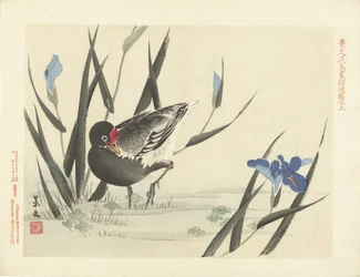 Meerkoet tussen blauwe irissen