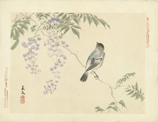 Vogel op wisteriatak