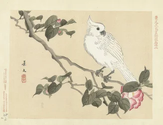 Witte kaketoe op een cameliatak. 1892