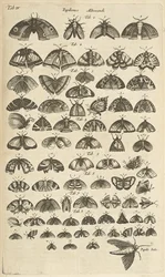Tab. IV, Vlinders en Motten, Illustratie uit 
