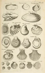 Tab XIIII, Diverse schelpen, Illustratie uit 
