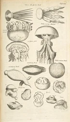 Tab XIX, Kwallen, Zeekomkommer en ander zeeleven, Illustratie uit 