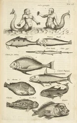 Tab XL, Anthropomorphos; Zeemeermin; Zeemeerman; Tropische vis, Illustratie uit 