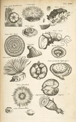 Tab XVIII, Zeedieren, Illustratie uit 