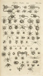 Tab XVIII, Scorpiones terrestres en Arachniden, Illustratie uit 