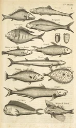 Tab. XXXIII, Stekelige vis, Illustratie uit 