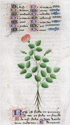 Le Livre des simples medecines - vertaling in het Frans van het 12e-eeuwse Latijnse manuscript van Matthaeus Platearius, arts in Salerno, Italië
