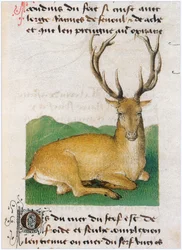 Le Livre des simples medecines - vertaling in het Frans van het 12e-eeuwse Latijnse manuscript van Matthaeus Platearius (perkament)