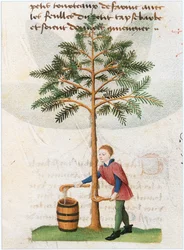 Le Livre des simples medecines - vertaling in het Frans van het 12e-eeuwse Latijnse manuscript van Matthaeus Platearius (perkament)