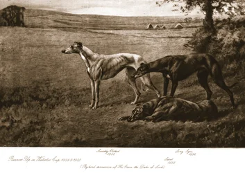 De honden van de hertog van Leeds