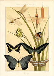 Natuurstudies van Vlinders en Libellen (litho)