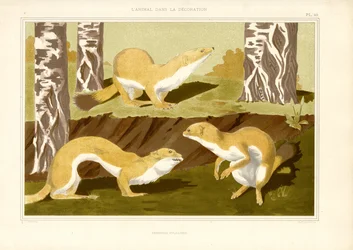 Studie van stratten in berkenbos (litho)
