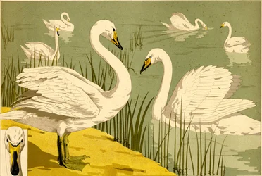 Zwanen in riet als decoratief natuurmotief (litho)