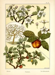 De appelboom
