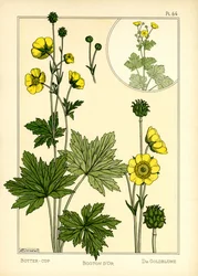 De boterbloem