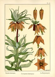 De keizerskroon
