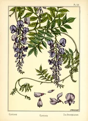 De glycine