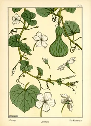 De pompoen