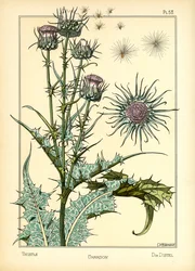 De distel
