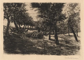 Kudde schapen onder bomen