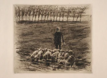 Kudde schapen bij de drinkplaats