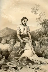 Schapenscheren, 1879