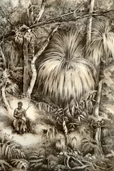 Tasmanisch boslandschap
