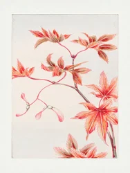 Tak van een Momiji-esdoorn met bladeren en zaden, circa 1870–1880