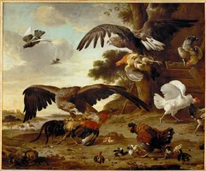 Adelaars vallen kippen aan ...