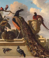 Vogels in het park