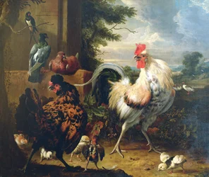 Boerderijkippen