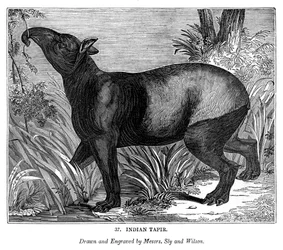 Indiase Tapir