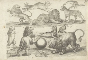 Studieblad met tekenvoorbeelden: diverse dieren