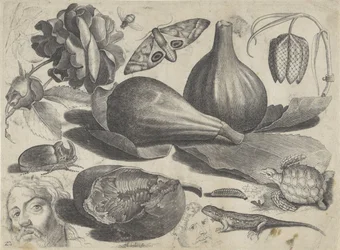 Studieblad met tekenvoorbeelden: koppen, dieren en vruchten