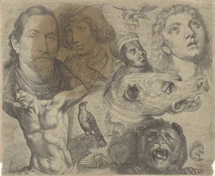 Studieblad met tekenvoorbeelden: koppen, torso en dieren