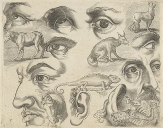 Studieblad met tekenvoorbeelden: ogen, koppen en dieren